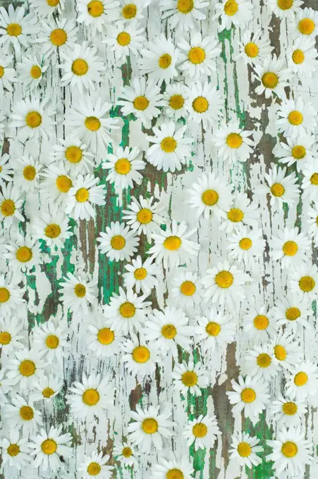 Marguerite blossoms on wood