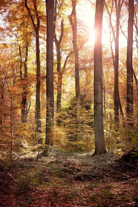 Germany, Duesseldorf, Benrath forest, Trees and sunshine in autumn