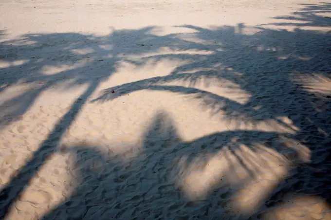 Brazil, Shadow of palm trees at beach