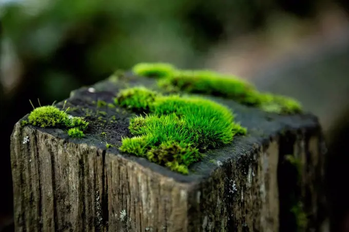 Moss on wooden stake