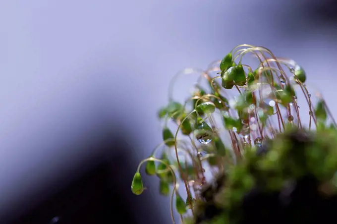 Moss, close-up