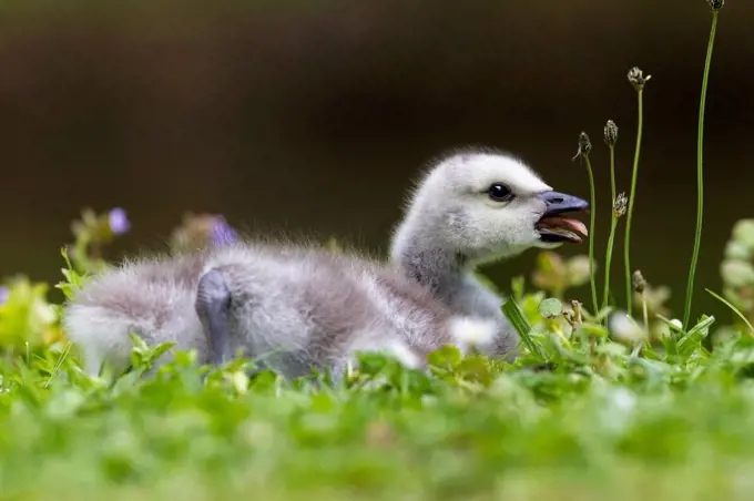 Germany, Bavaria, Barnacle goose chick on grass