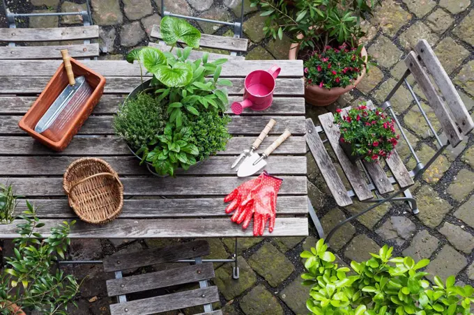 Gardening, different medicinal and kitchen herbs and gardening tools on garden table