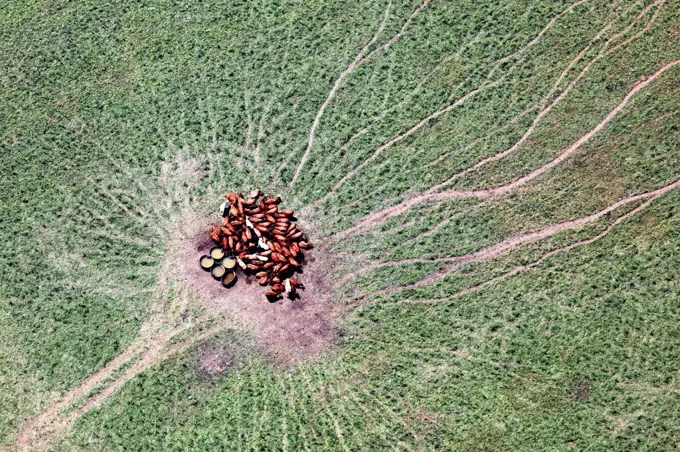 Germany, Group of cows at feeding