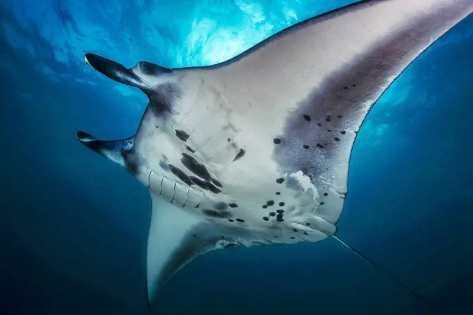 Bali, manta ray