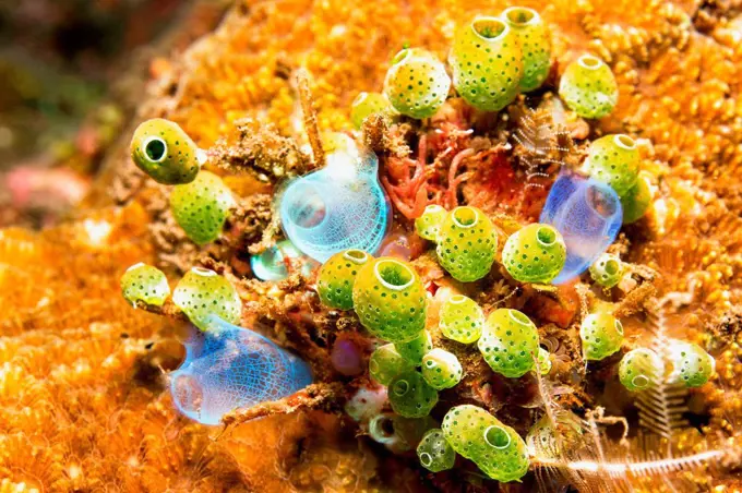 Bali, sea squirt