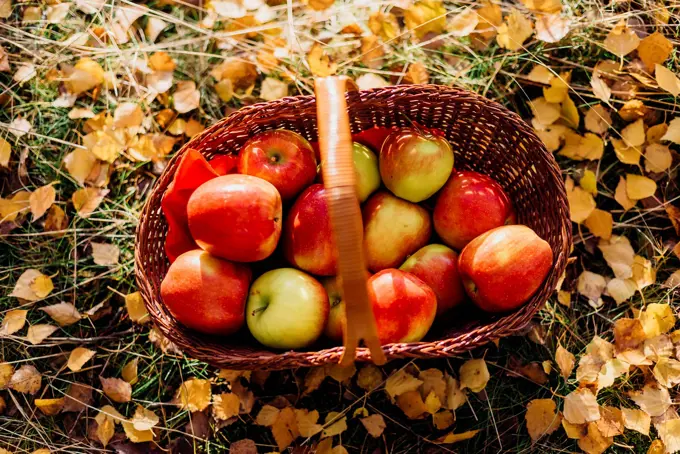 Basket full of apples on autumn leaves