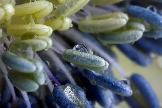 Waterdrops on stamen of blue Anemone, close-up