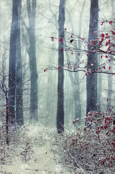 Germany, Wuppertal, winter forest, textured photography