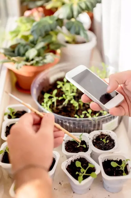 Young man using cell phone at plants at the window