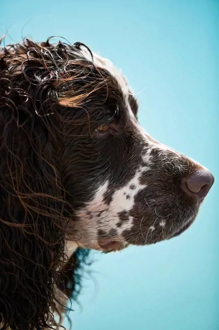 Germany, Bavaria, English Springer Spaniel, close up