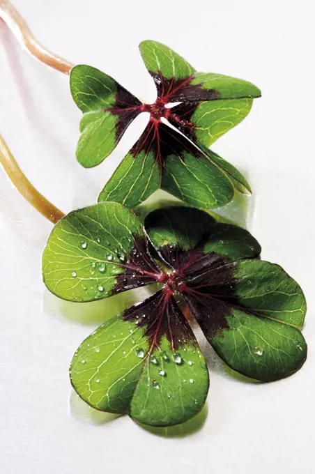 Two four-leafed clover, close-up