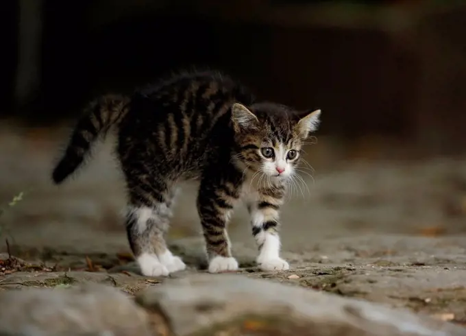 Germany, Baden Wuerttermberg, Kitten standing and looking away