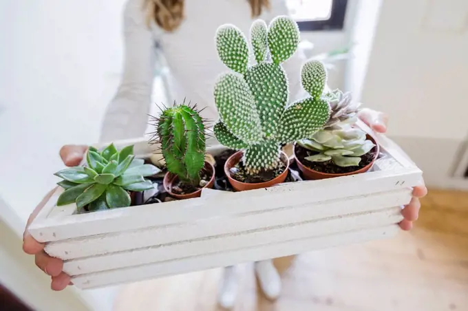 Close-up of woman carrying box of succculent plants at home