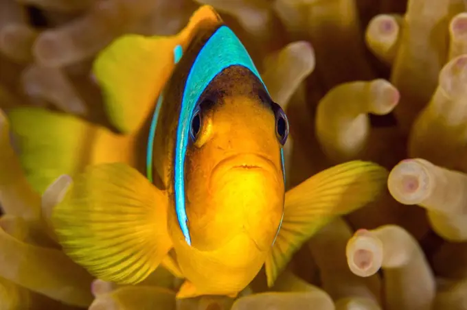 Egypt, Red Sea, Hurghada, red sea anemonefish