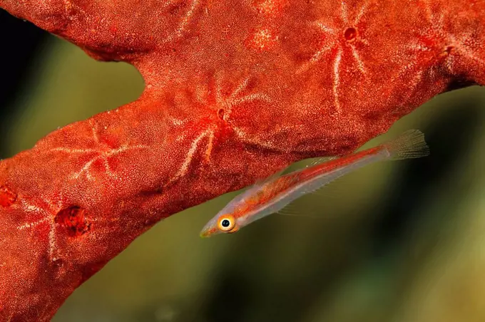 Egypt, Red Sea, Hurghada, michel´s host goby on toxic finger-sponge