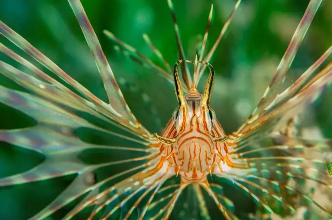 Egypt, Red Sea, Hurghada, Indian lionfish