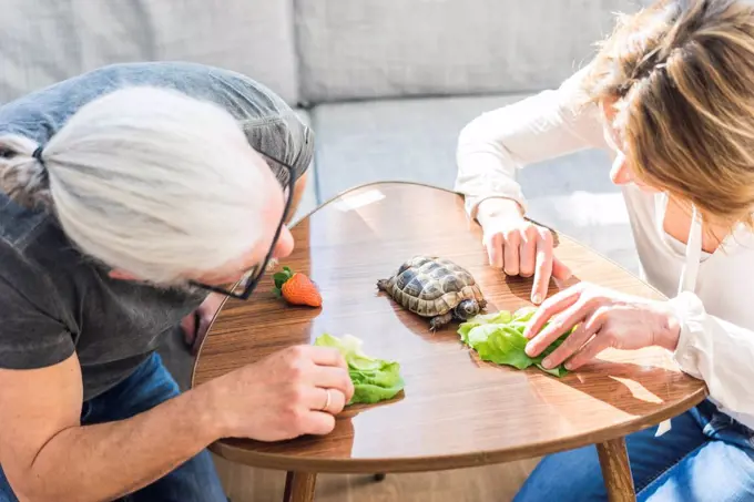 Mature couple feeding tortoise at home