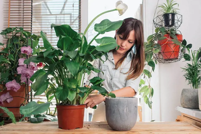 Woman caring for a peace lily