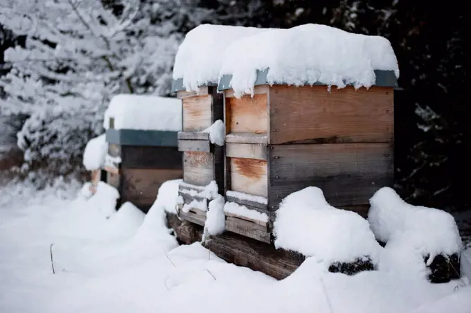 Germany, Snow-covered beehives on farm