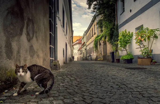 Austria, Steyr, cat on street, alley