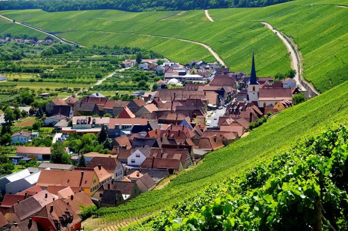 Germany, Bavaria, Franconia, Escherndorf near Volkach