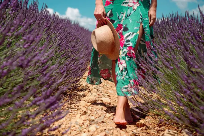 France, Provence, Valensole plateau, Barefoot woman walking among lavender fields in the summer