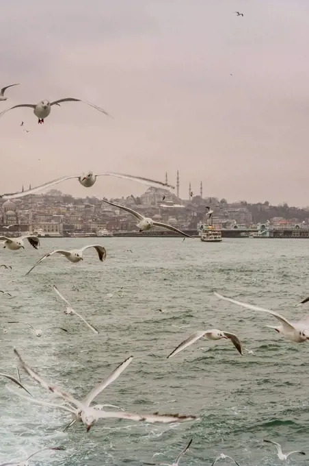 Turkey, Istanbul, Cityview with Suleymaniye Mosque, seagulls in foreground