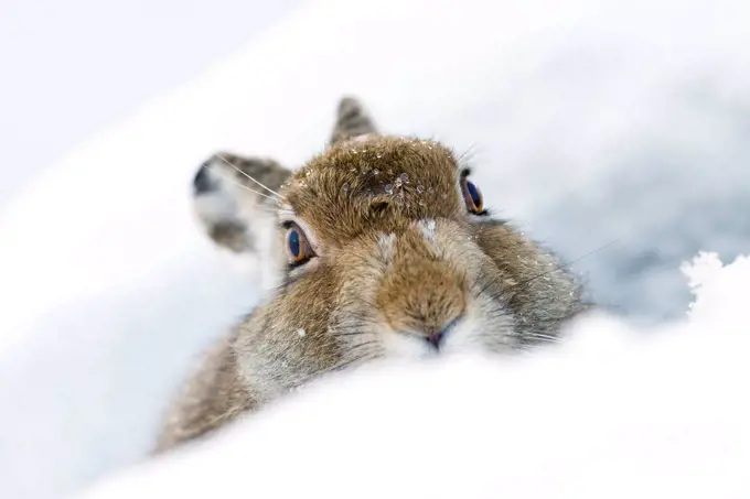 UK, Scotland, portrait of Mountain Hare in snow