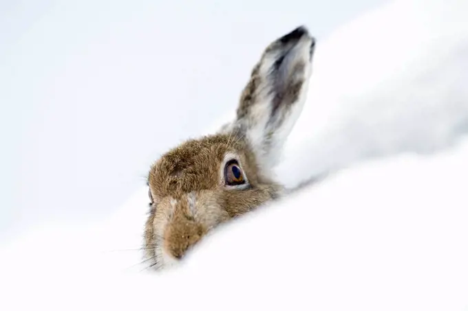 UK, Scotland, Mountain Hare in snow