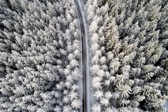 Scotland, snow on pine trees, empty road