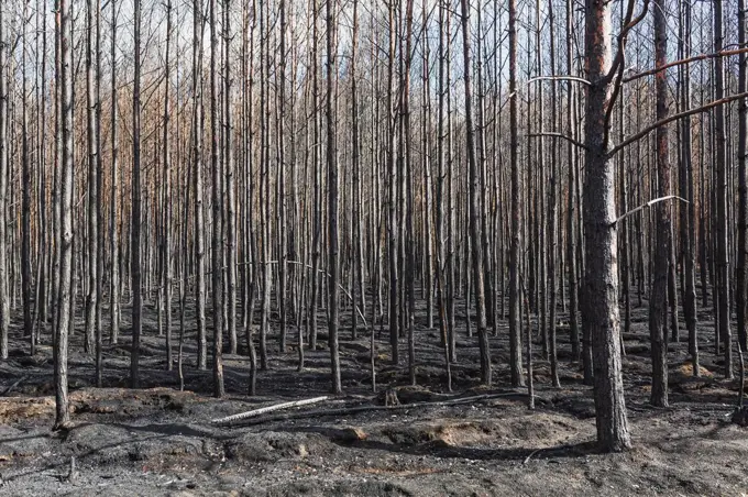 Germany, Brandenburg, Treuenbrietzen, Forest after forest fire