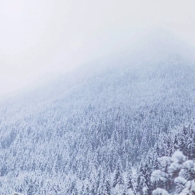 Austria, Saalbach Hinterglemm, Forest in winter