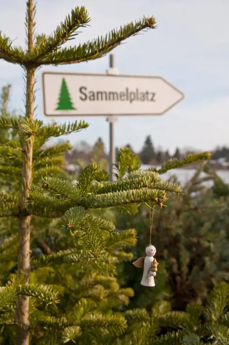 Germany, Stuttgart, Angel hanging to christmas tree with arrow sign in background