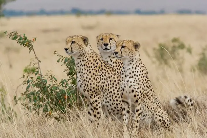 Kenya, cheetah family in the Masai Mara