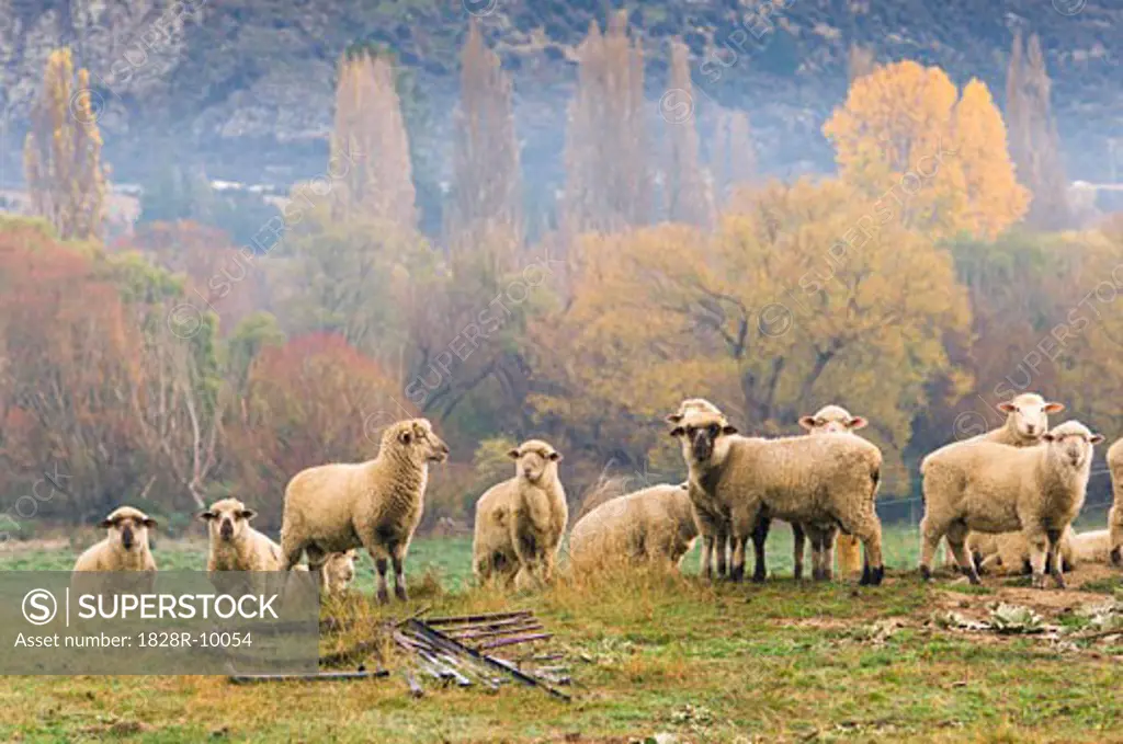 Flock of Sheep on Hill, Wanaka, Otago, South Island, New Zealand   