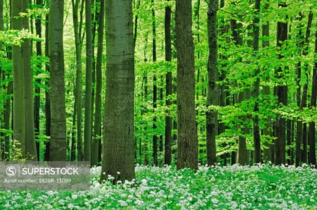 Beech Tree Forest, Hainich National Park, Thuringia, Germany   