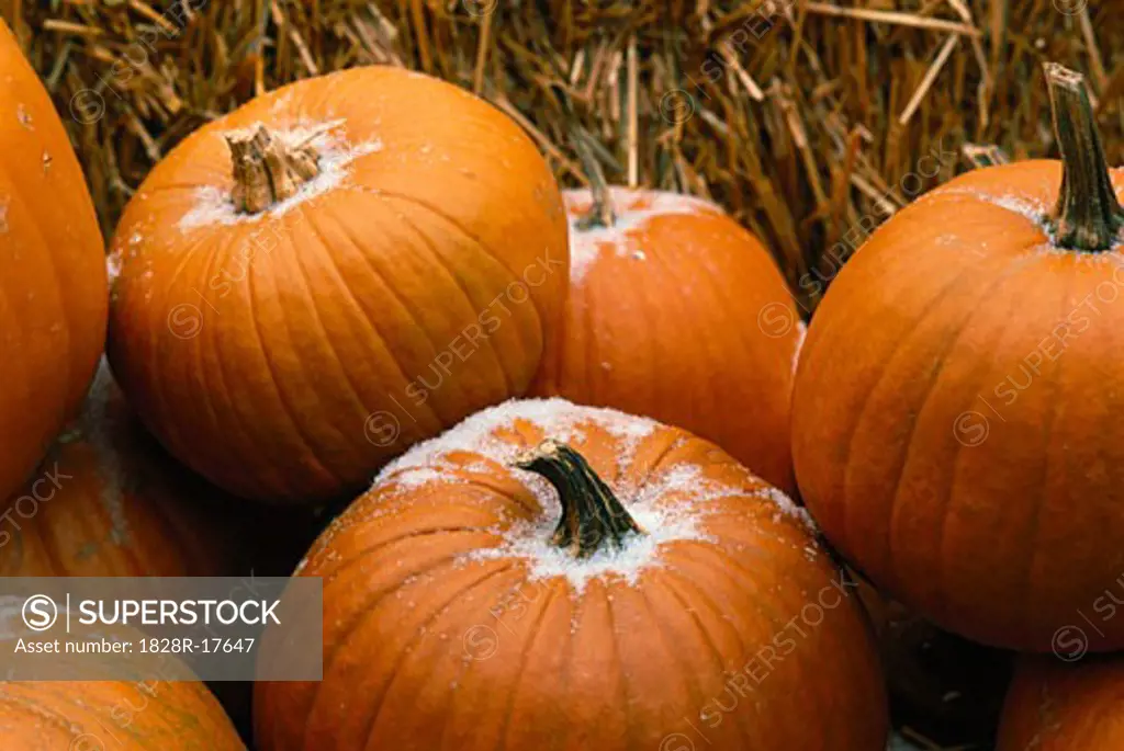 Frost Covered Pumpkins   