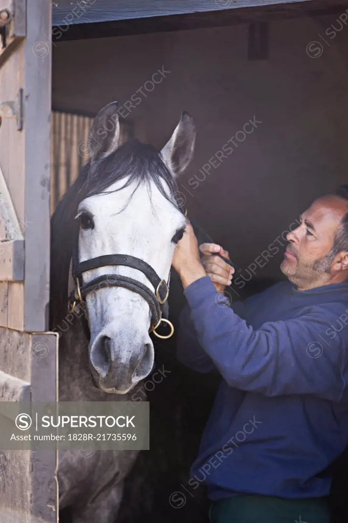 Man Putting Halter on Horse in Stable