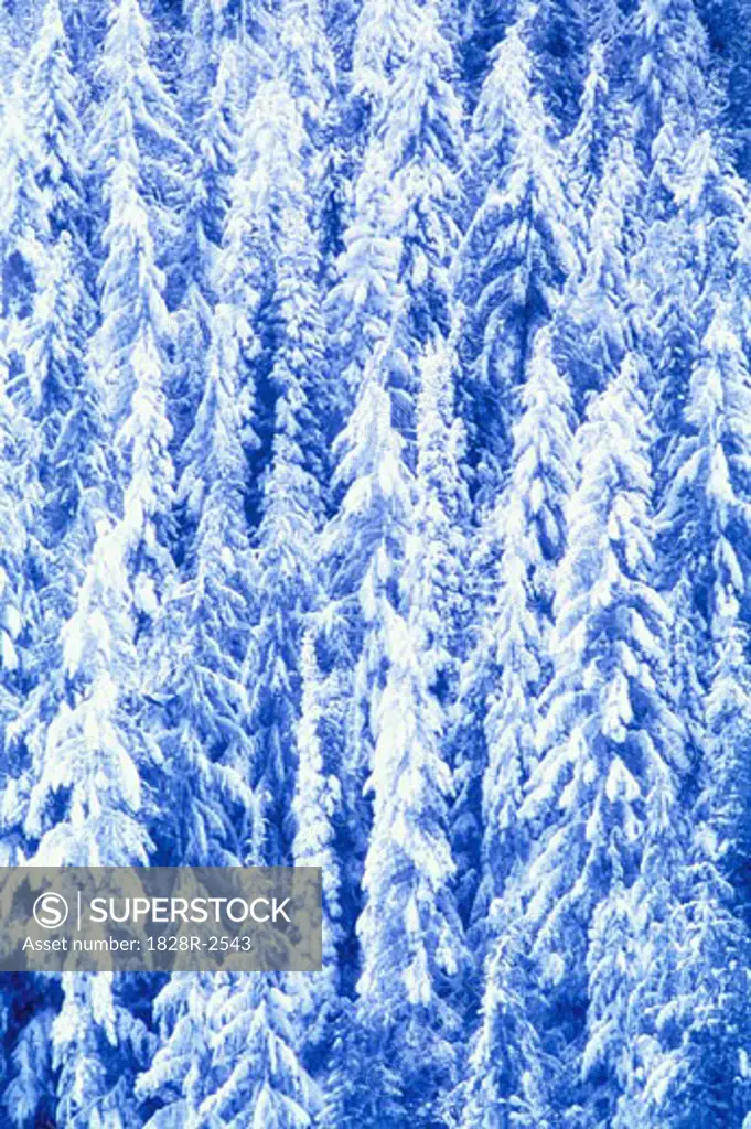 Snow Covered Trees Glacier National Park British Columbia, Canada   