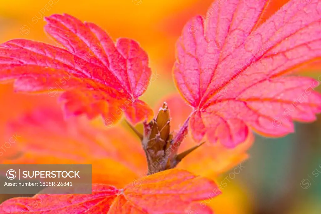 Close-Up of Autumn Leaves   