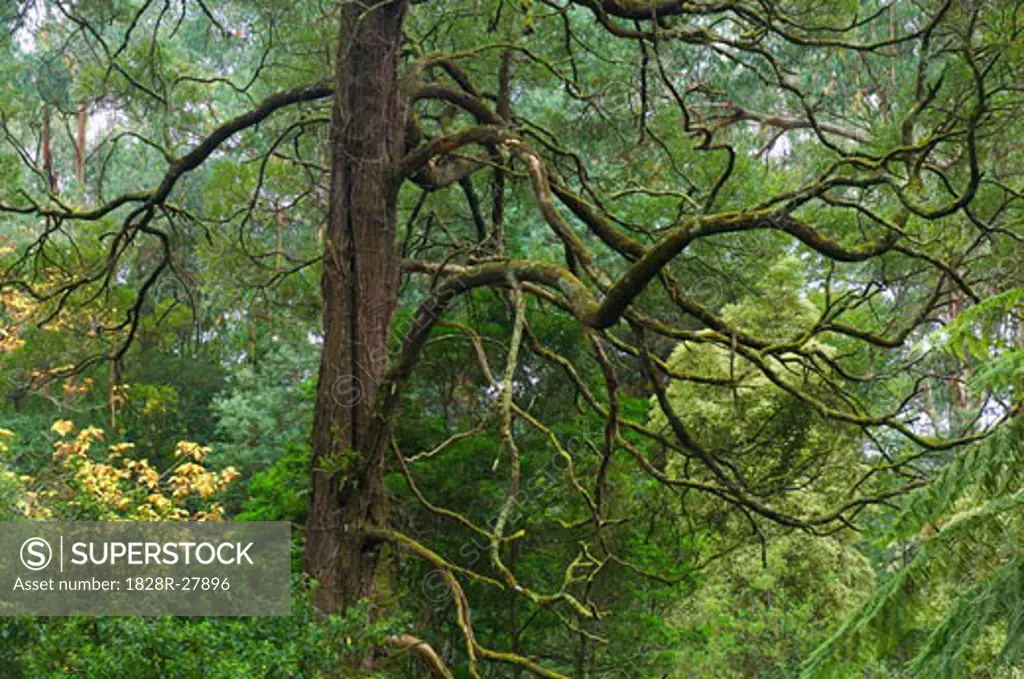 Old Beech Tree, Dandenong Ranges National Park, Victoria, Australia   