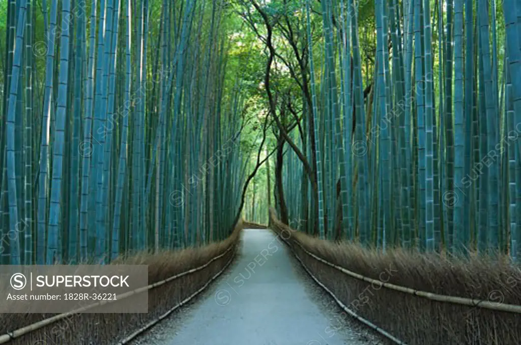 Bamboo Forest, Sagano, Kyoto, Japan   