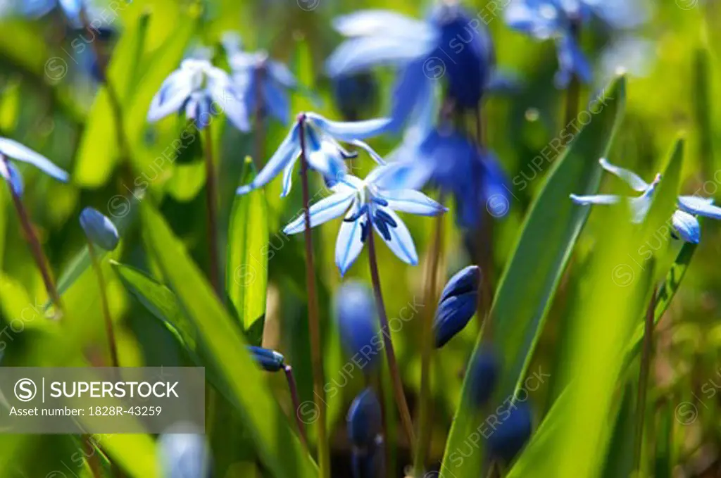 Close-Up of Bluebells in Spring   