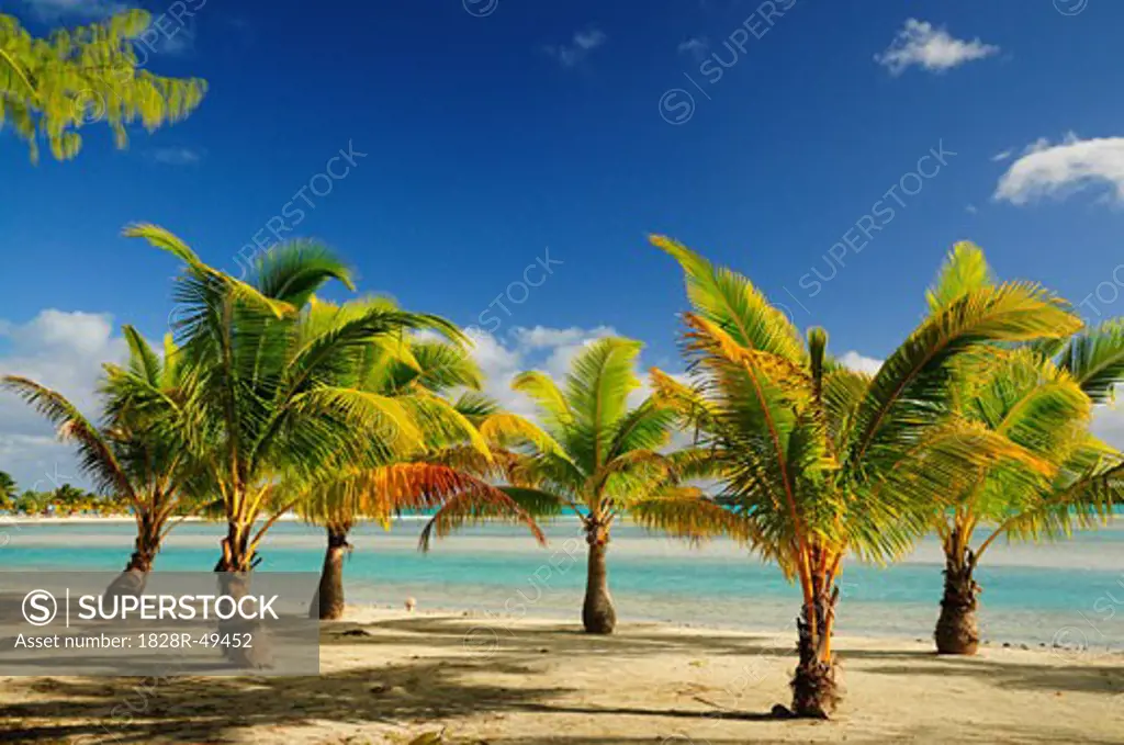 Palm Trees on Beach, Ootu Peninsula, Aitutaki, Cook Islands   