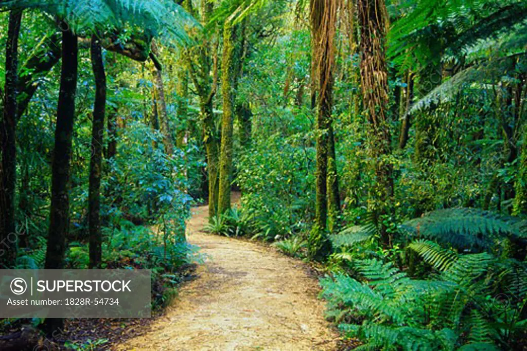 Path Through Rainforest, Mount Bruce, New Zealand   