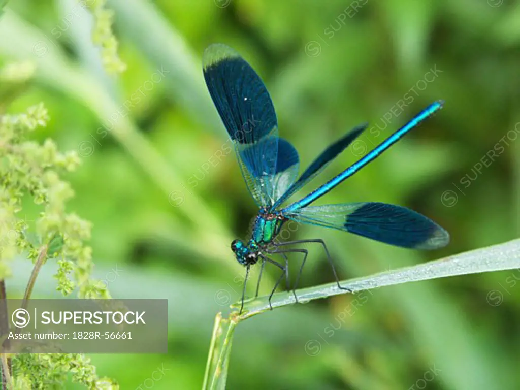 Banded Demoiselle, Amperauen, Germany   