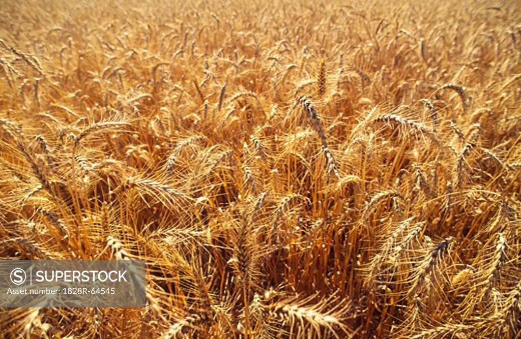 Wheat, Australia