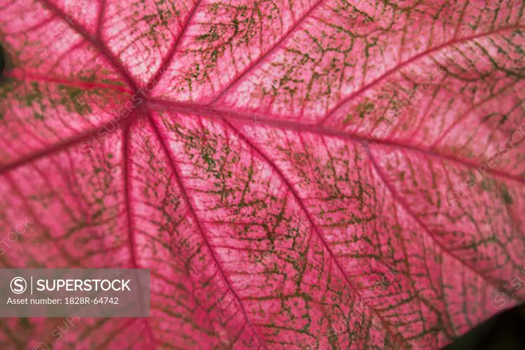 Leaf, Close-up