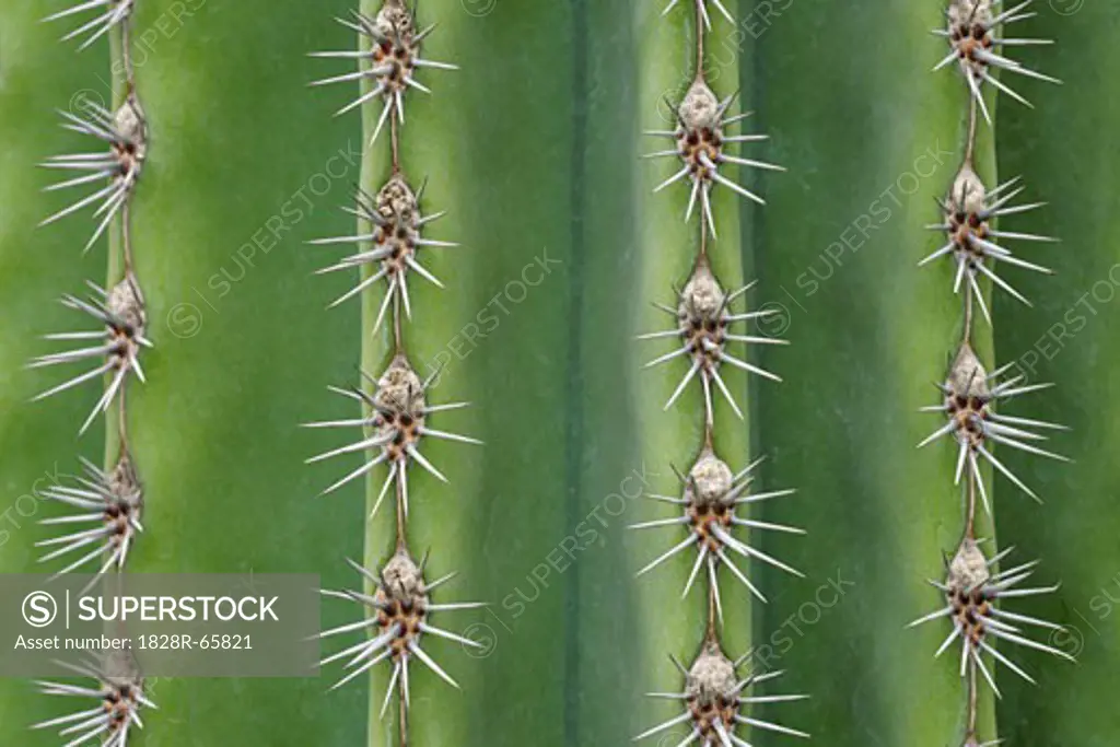 Close-up of Organ Pipe Cactus